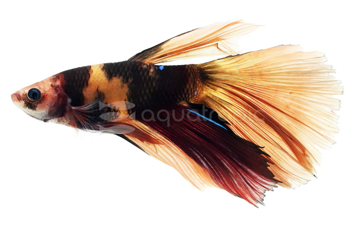 Orange Koi Delta Betta, Male :: 61350