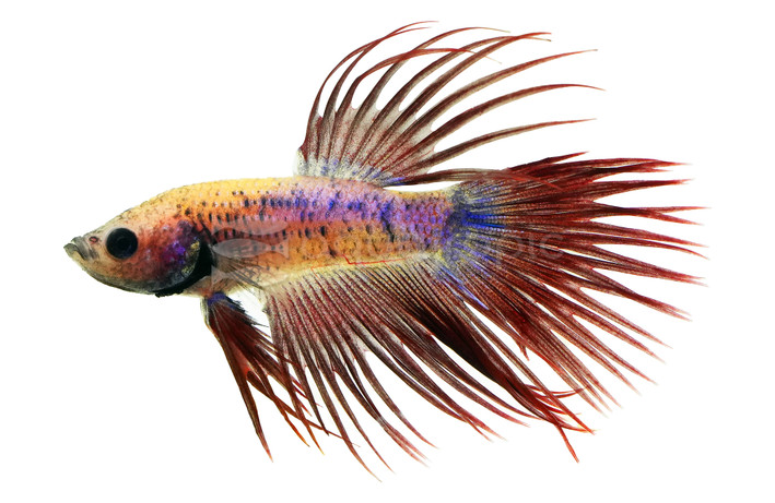 Cambodian Crowntail Betta, Male  :: 45124