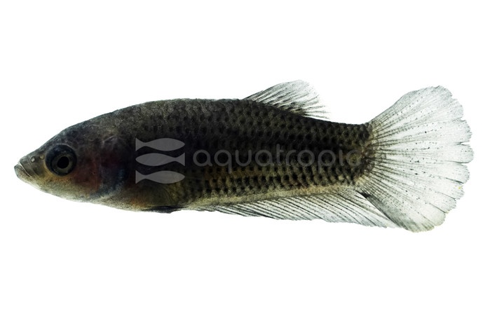 Midnight Plakat Betta, Male :: 17648