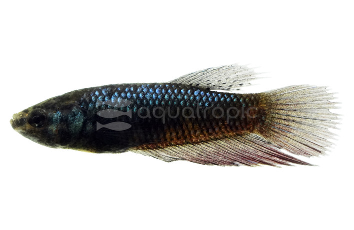 Mini Betta, Female  :: 16351