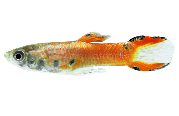 Endler's Pink Guppy, Male :: 89519