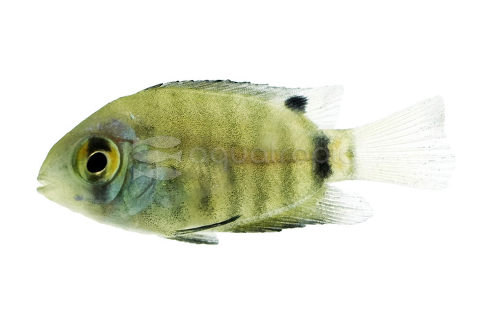 Turquoise Severum Cichlid :: 68384