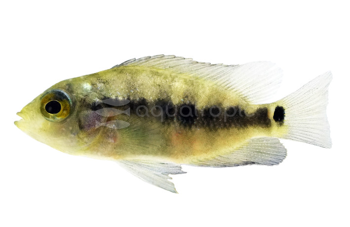 Lyon's Cichlid :: 26960