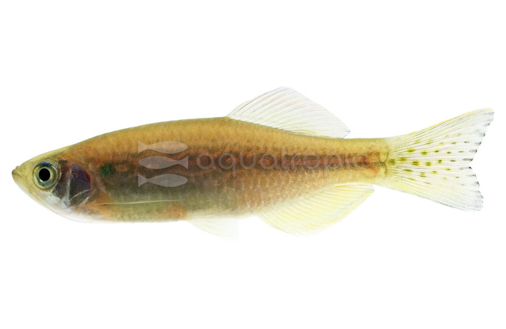 Yoma Danio :: 91149