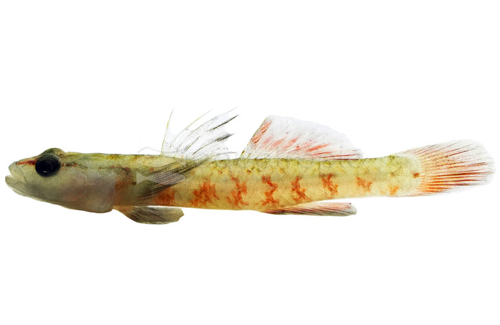 Zhou's Scarlet Goby :: 57924
