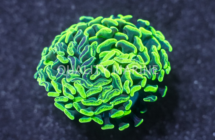 Hammer Branch Green/Purple Splatter :: Australia / Coral Sea :: 57720