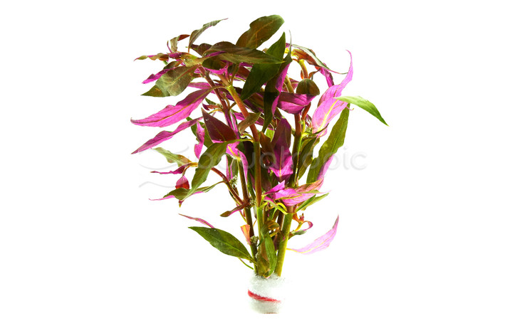 Alternanthera reineckii "Rosaefolia" - bunch :: 93852