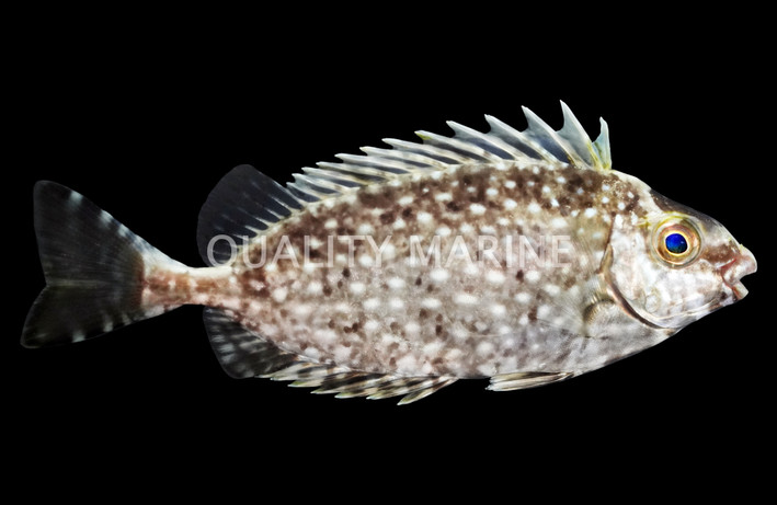 Mottled Spinefoot :: 27020