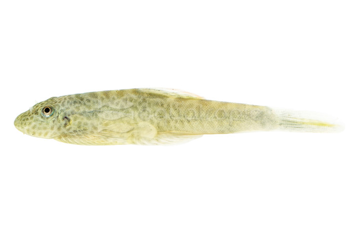 Cheni Hillstream Loach :: 74048