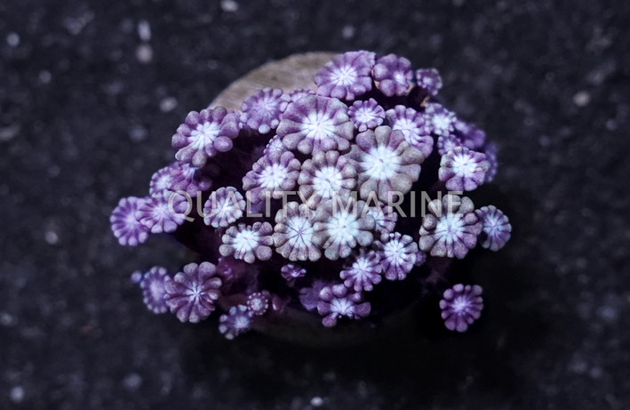 Daisy, Metallic Green w/ Blue Center :: Australia / Coral Sea :: 43202