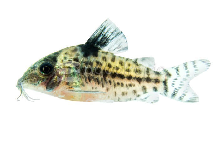 Blackstripe Bondi Corydoras Catfish :: 13694