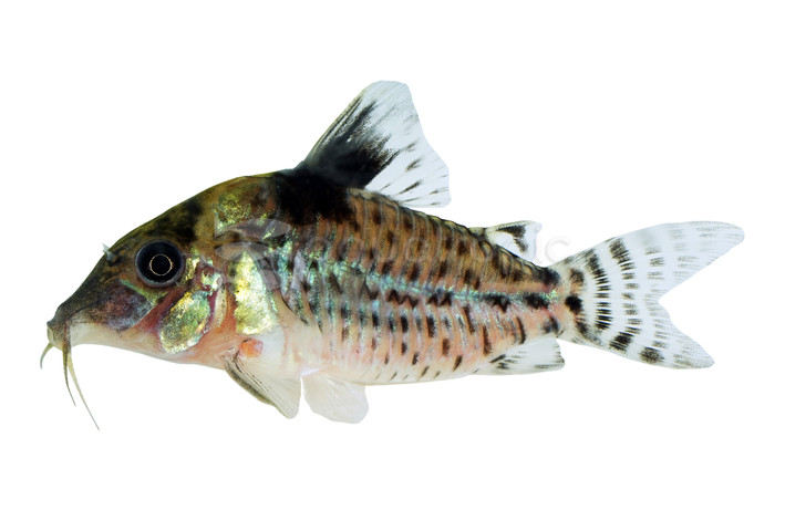 Blackstripe Bondi Corydoras Catfish :: 13694