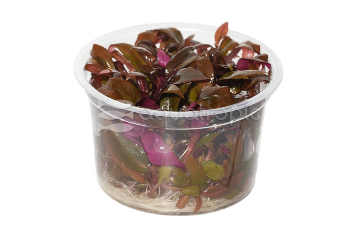 Alternanthera reineckii 'Mini' :: 88767