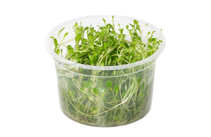 Glossostigma elatinoides :: 98245