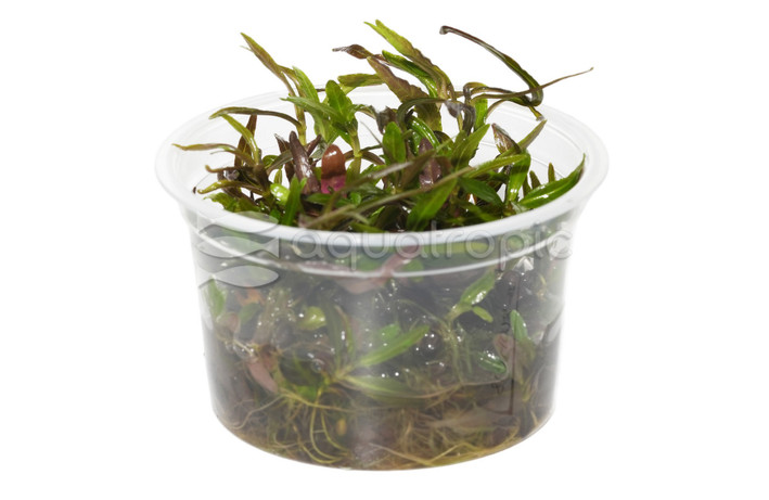 Hygrophila lancea 'Araguaia' :: 12402