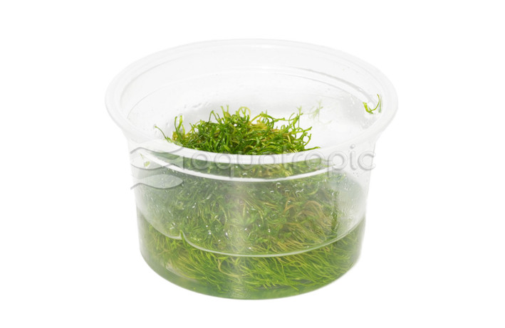 Riccia fluitans :: 34238