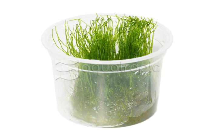 Taxiphyllum barbieri :: 36118