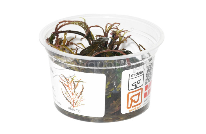 Hygrophila pinnatifida :: 50189