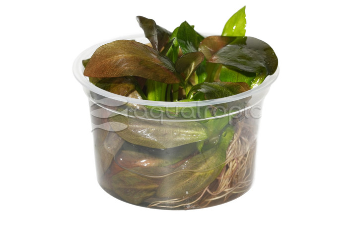 Echinodorus 'Reni' :: 50304