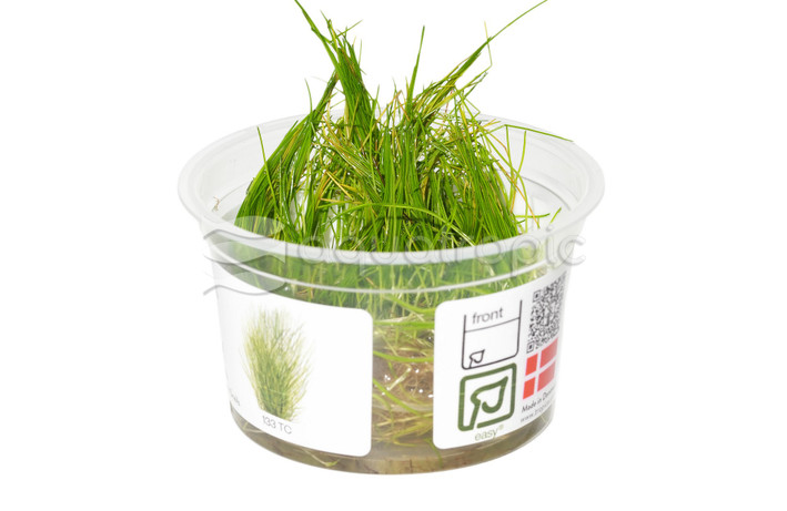 Eleocharis acicularis :: 53667