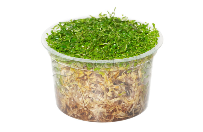 Rotala 'Rotundifolia' 'Vietnam H'ra' :: 58174