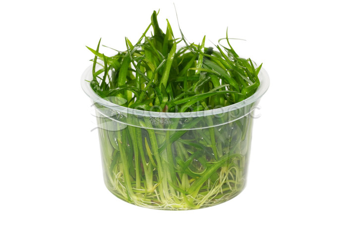 Sagittaria subulata :: 76070