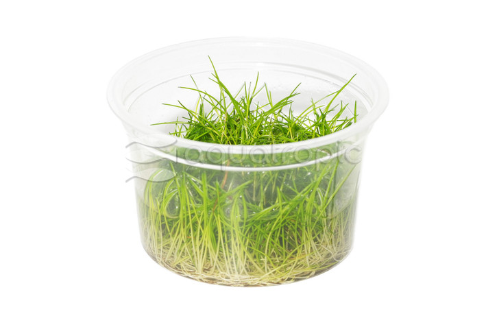 Eleocharis pusilia/acicularis 'Mini' :: 76489