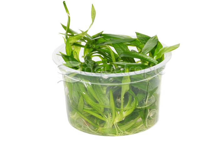 Helanthium 'Quadricostatus' :: 15543