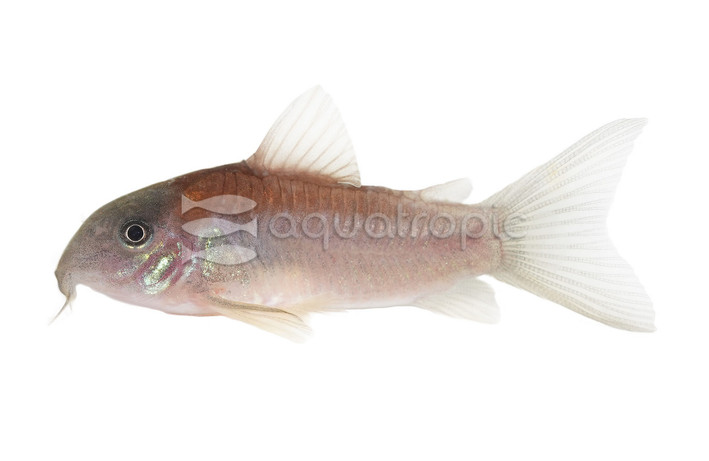Orange Laser Cw23 Corydoras Catfish :: 45243