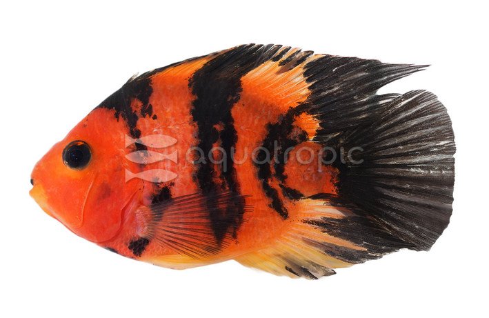 Shortbody Red Tiger Parrot Cichlid :: 33401