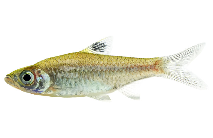 Emerald-Eye Rasbora :: 62017