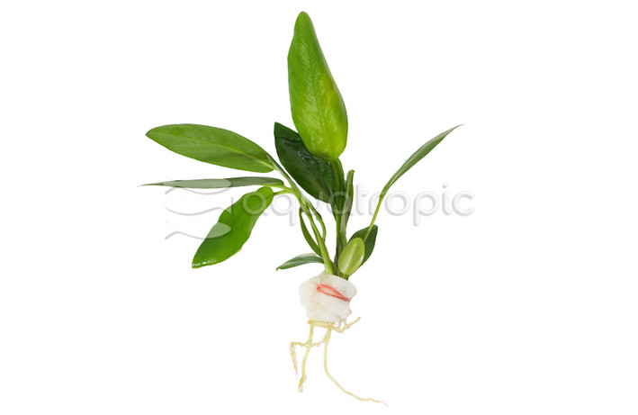 Anubias Hastifolia :: 98520