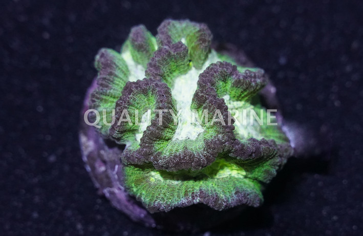 Brain Deep Groove :: 19438