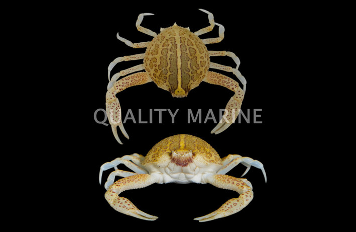Mottled Purse Crab :: 57909