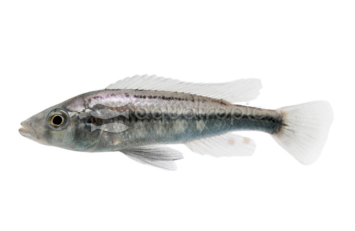 Silver Katana Haplochromis Cichlid :: 31461