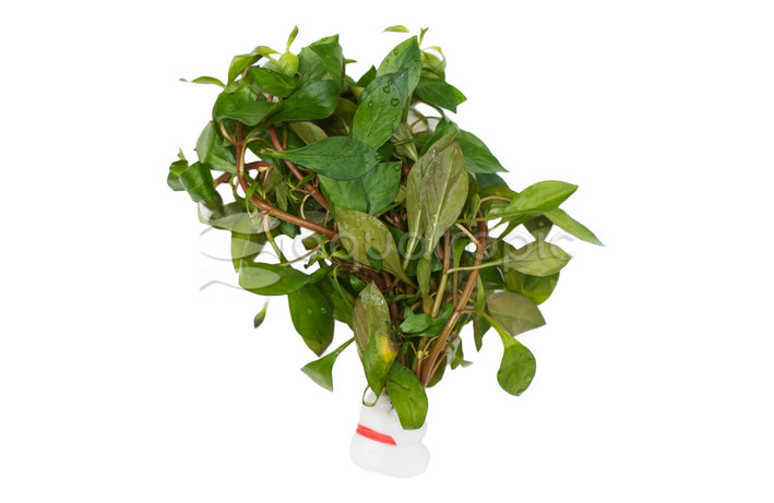 Ludwigia repens Broadleaf - bunch plant :: 14348