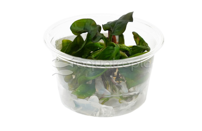 Echinodorus "Apart" Cup AT :: 94075