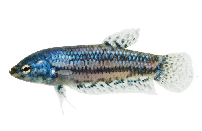 Mixed Female Alien Betta :: 68077