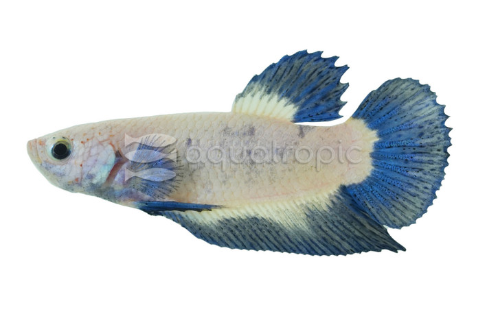 Blue Rim Betta, Male :: 84509