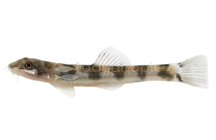 Saddleback Devdevi Loach :: 42283