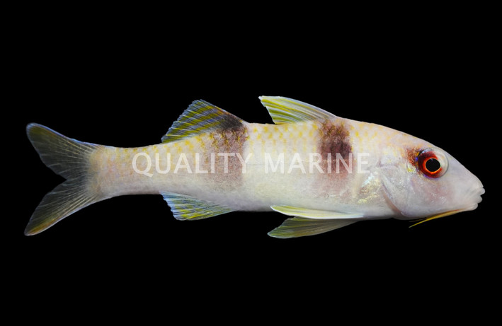 Panda Triplebar Goatfish :: 18806