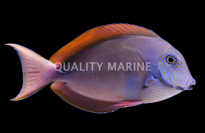 Lavender Tang :: 95052