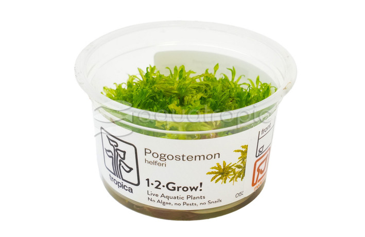 Pogostemon helferi :: 31282