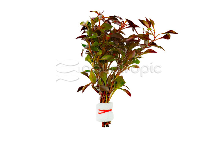 Alternanthera bettzickiana "Red" - bunch :: 72866
