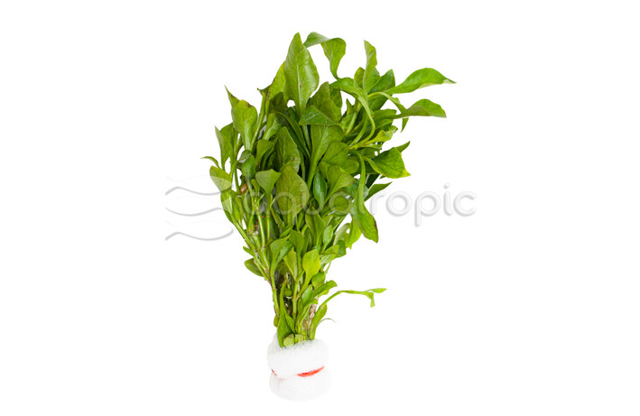 Alternanthera bettzickiana "Green" - bunch :: 54087