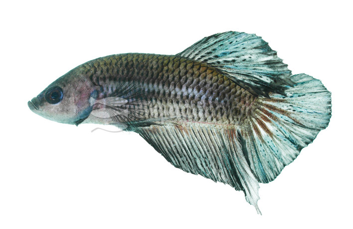 Hulk Plakat Betta, Male  :: 61599