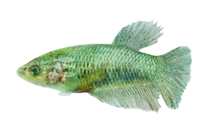 Hulk Plakat Betta, Female  :: 63639