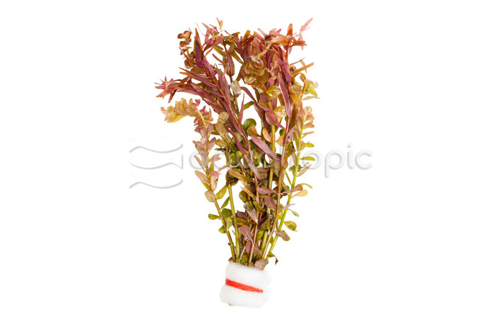 Rotala rotundifolia Orange Juice - bunch :: 95776