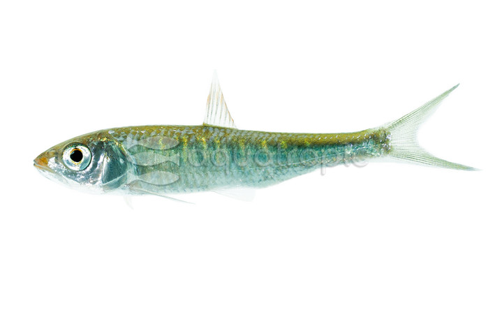 Freshwater Pale Chub Minnow :: 44049