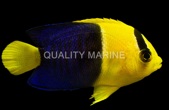 Bicolor, Bali Aquarich :: Eastern Asia :: 12970